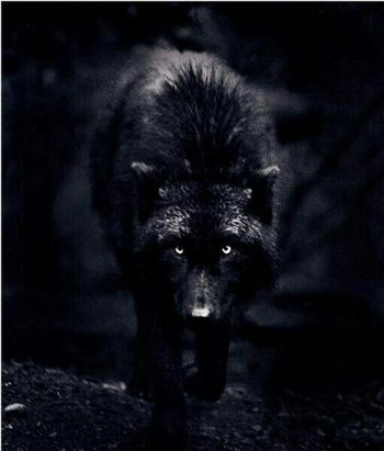 350x700px-LL-42366e8e_Dark_Wolf_by_DaRkDesaSteR1