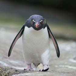 A-very-angry-penguin.jpeg